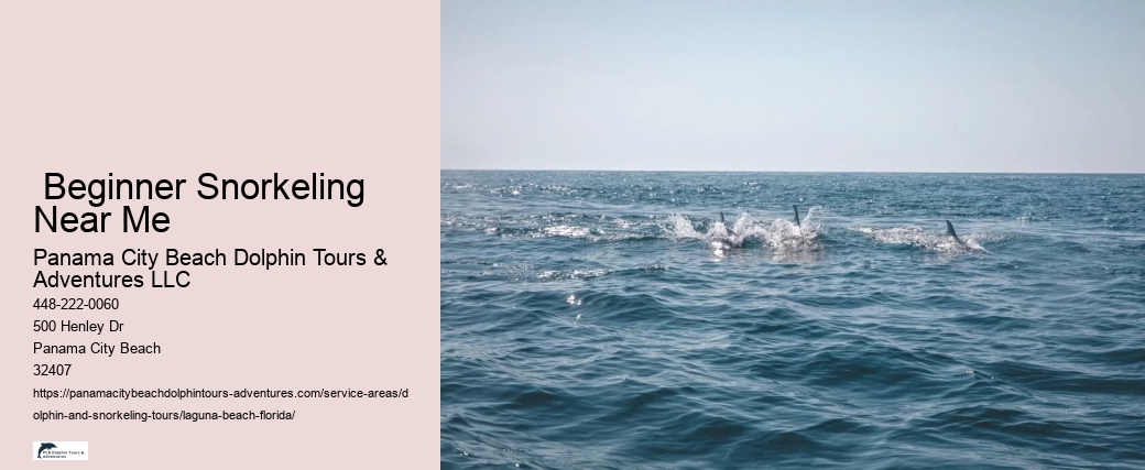 Dolphin And Shelling Tours Near Me