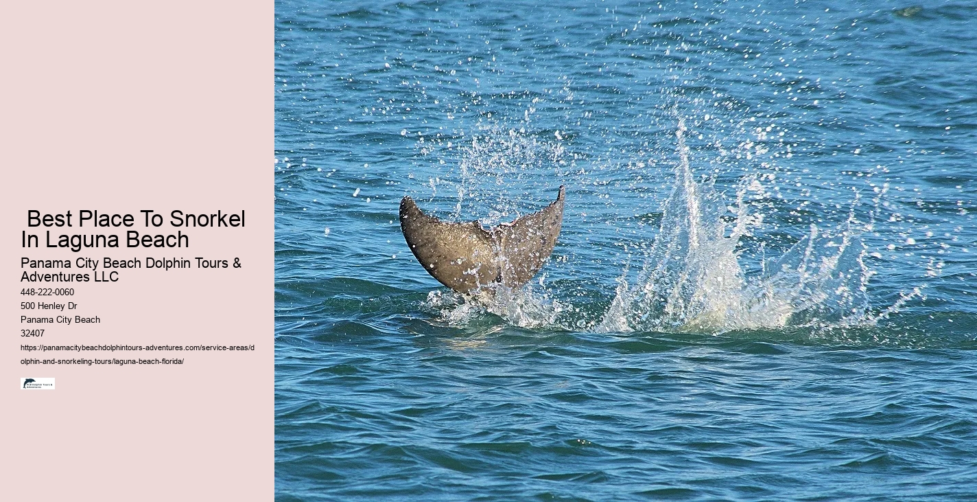 Best Dolphin Tours Near Me