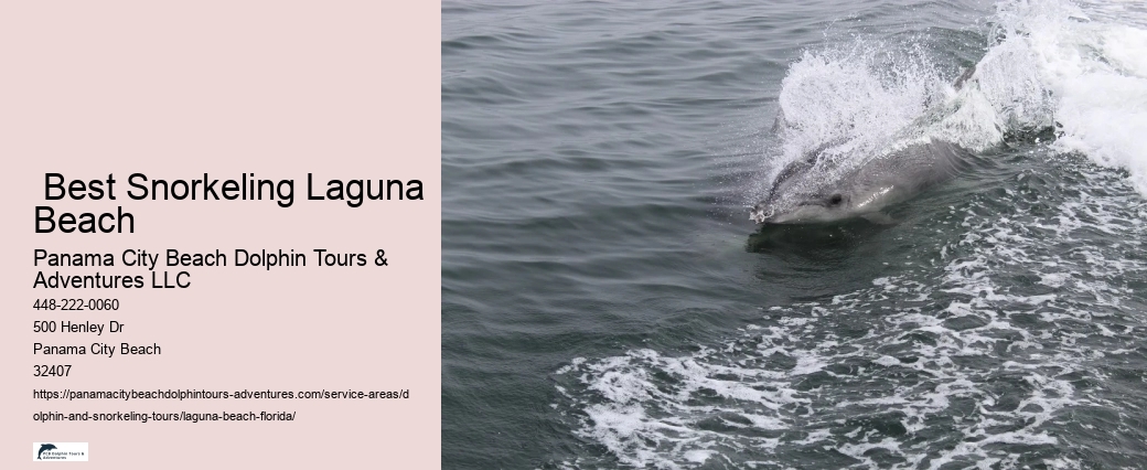 Whale Or Dolphin Watching Near Me