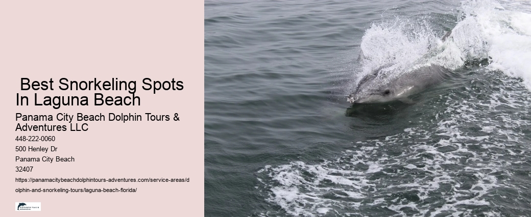 Best Dolphin Cruise Near Me