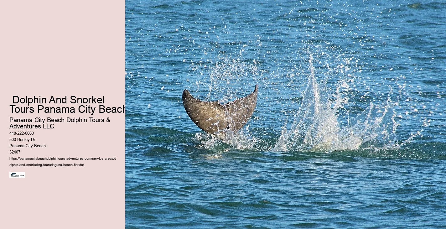 What is the best time for dolphin tours