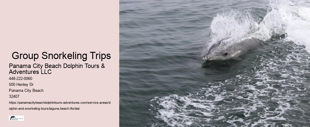 Cheap Dolphin Tours Near Me