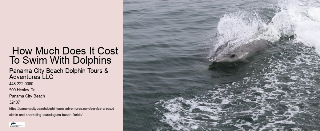  How Much Does It Cost To Swim With Dolphins