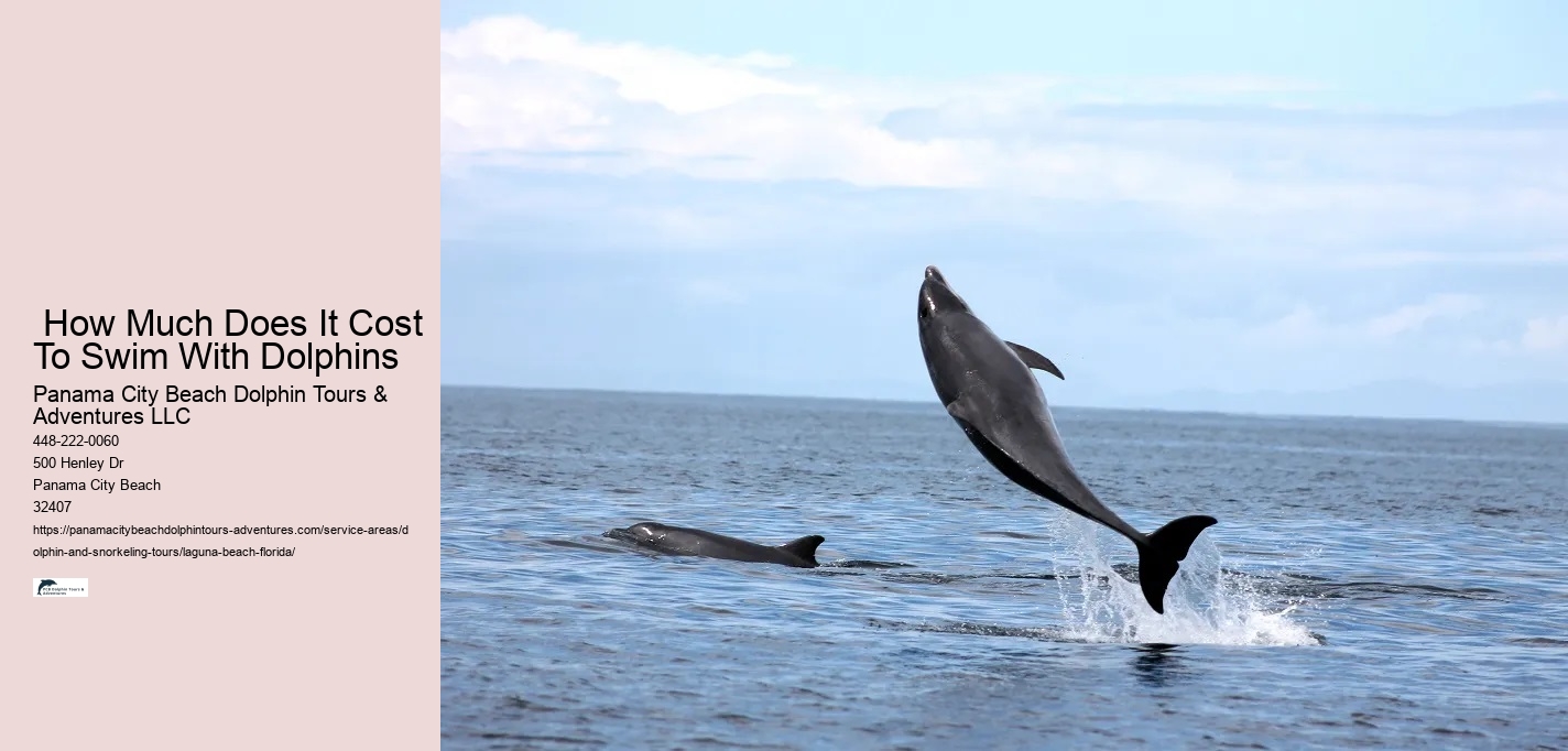 Where can you swim with wild dolphins in Florida