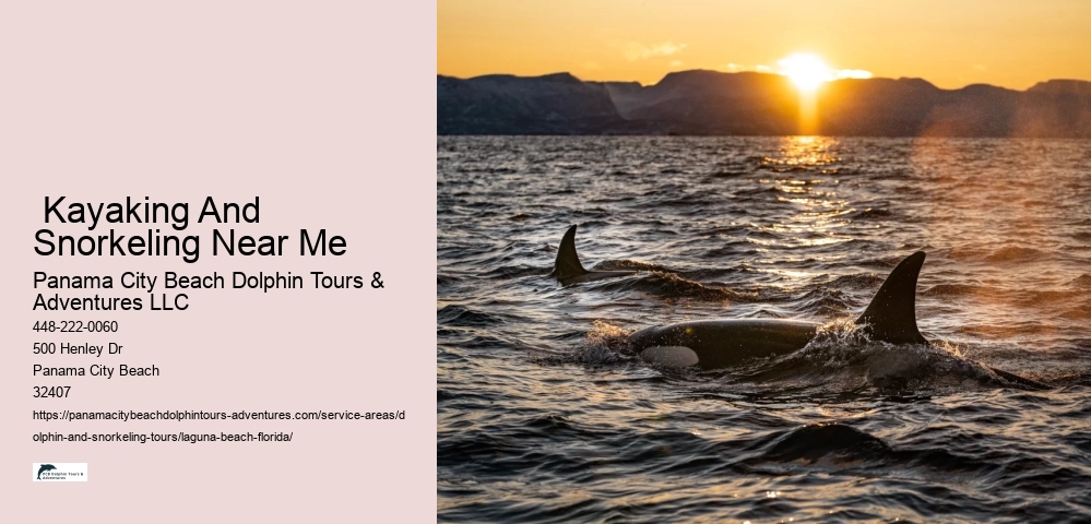 Swim With Dolphins