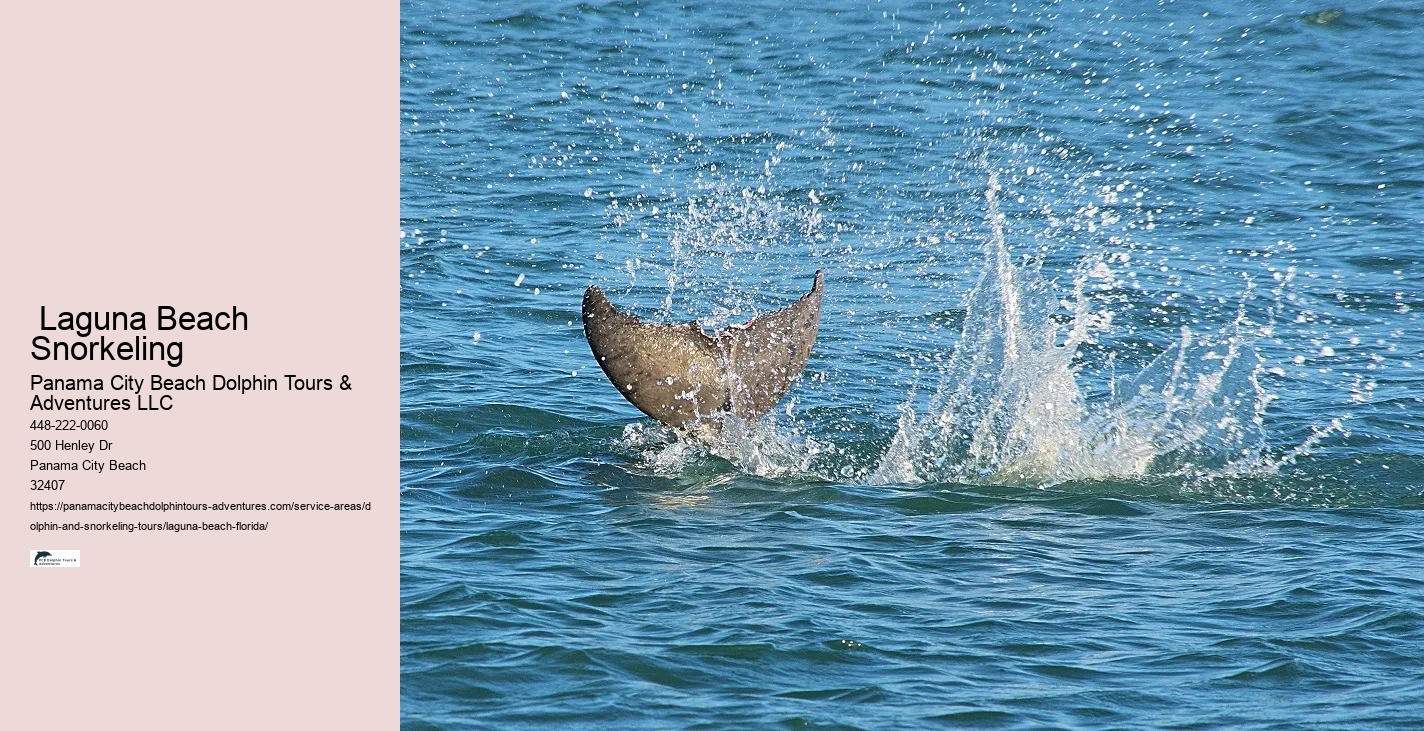 Island Adventure Dolphin Cruise