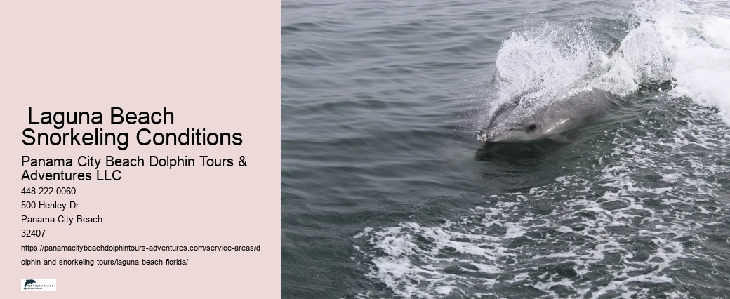Where is the best place to see dolphins