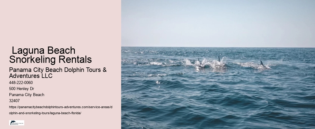 Swim With Dolphins Near Me Now
