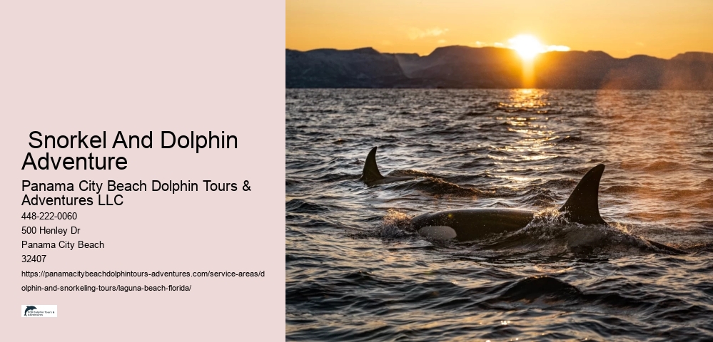 Are dolphin and snorkeling tours available for children in Laguna Beach, Florida