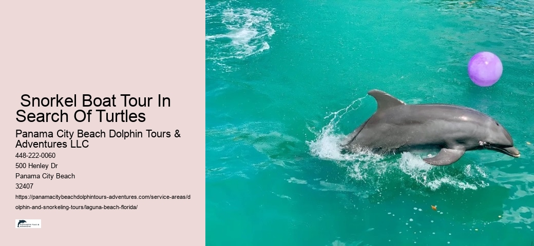  Snorkel Boat Tour In Search Of Turtles