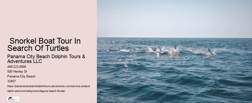 How do dolphin and snorkeling tours contribute to local marine conservation efforts