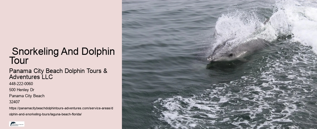 Florida Dolphin Tours