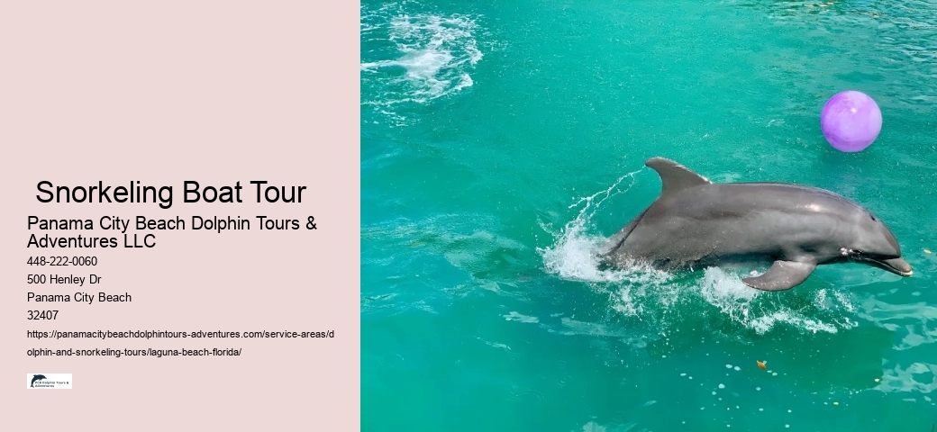 Snorkeling And Dolphin Tour