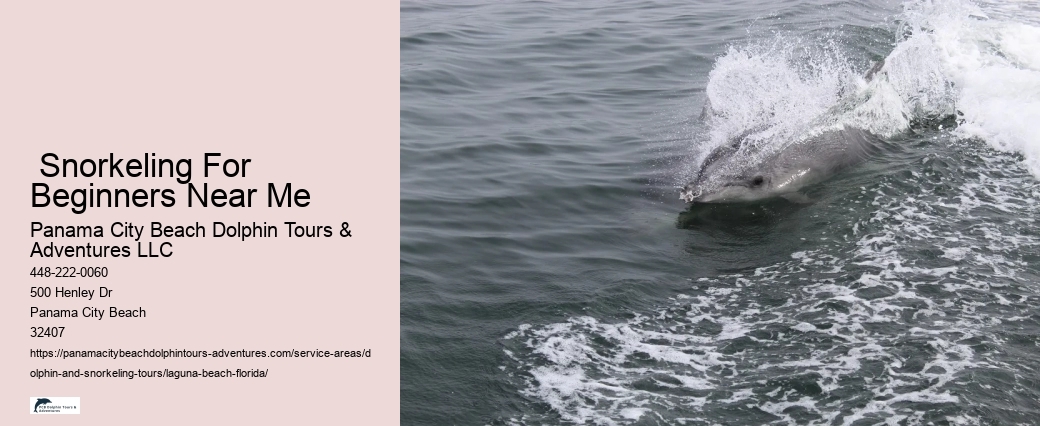 What time of day do dolphins come out