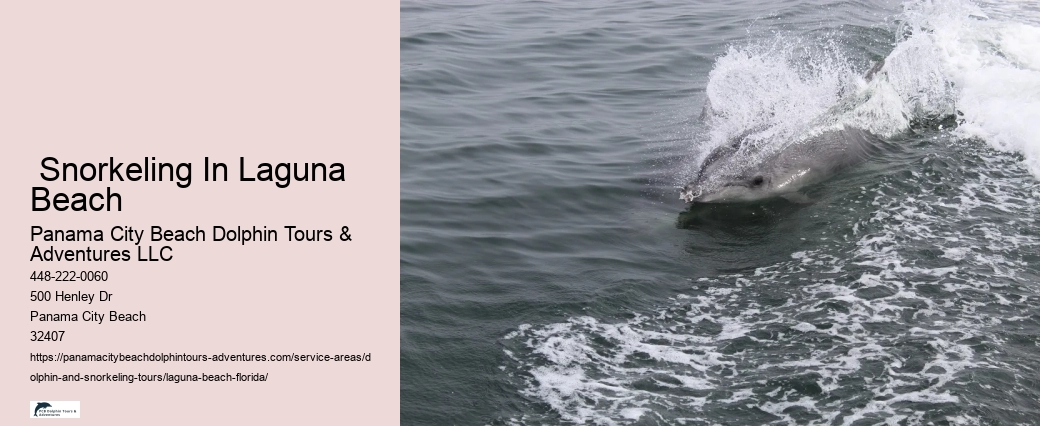 Dolphin Sightseeing Tours Near Me
