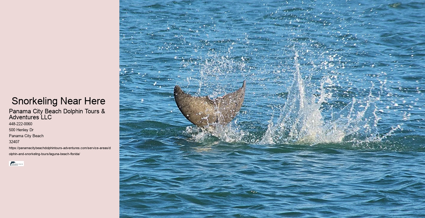 Best Dolphin Tour Near Me