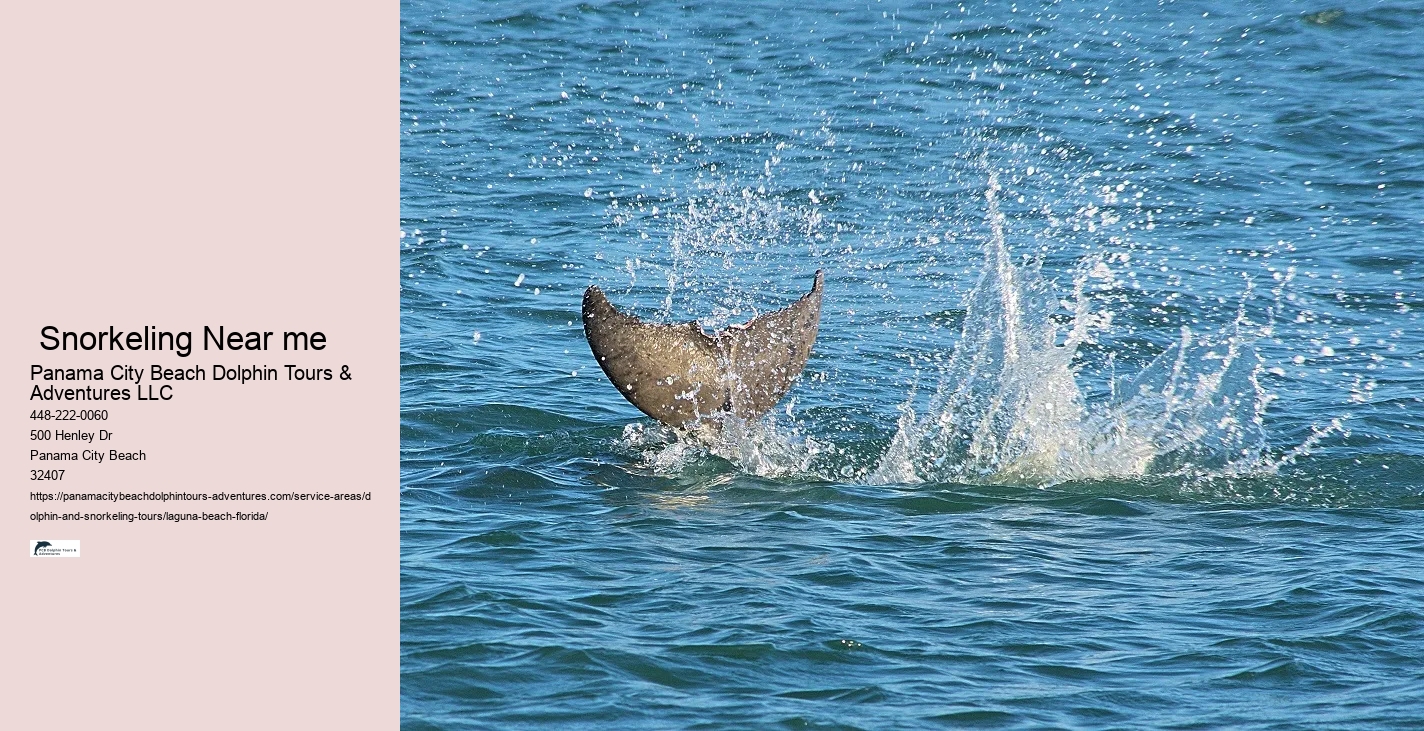 Dolphin And Snorkeling Tours Laguna Beach Florida