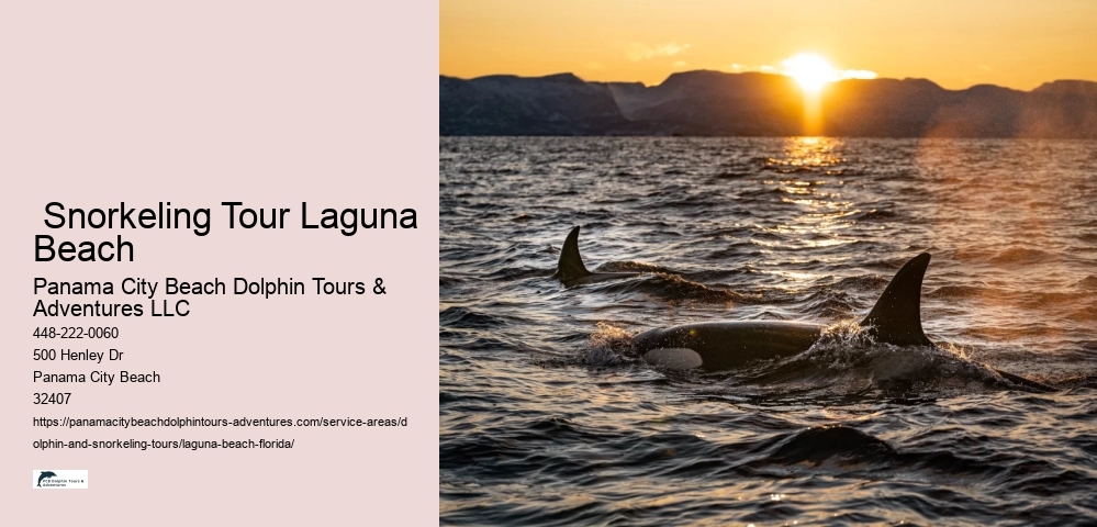Dolphin And Snorkeling Tours