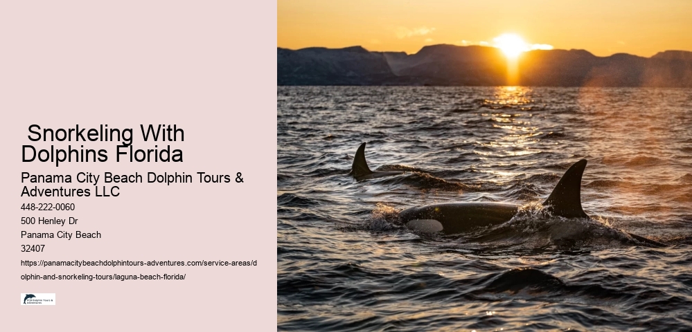 Sunset Dolphin Tours Near Me
