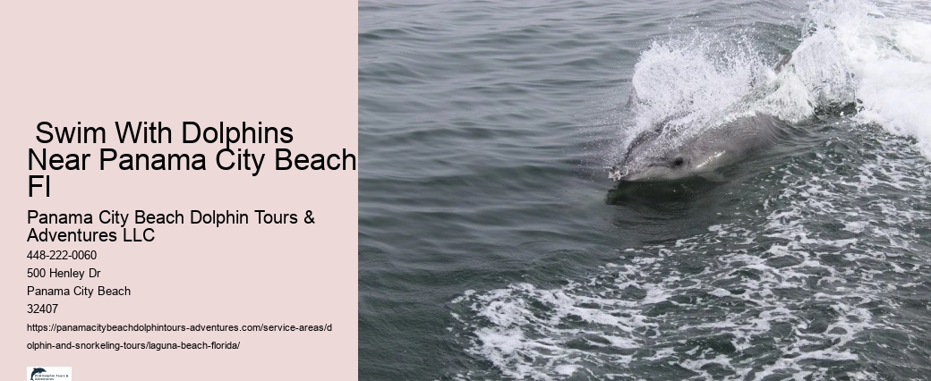  Swim With Dolphins Near Panama City Beach Fl