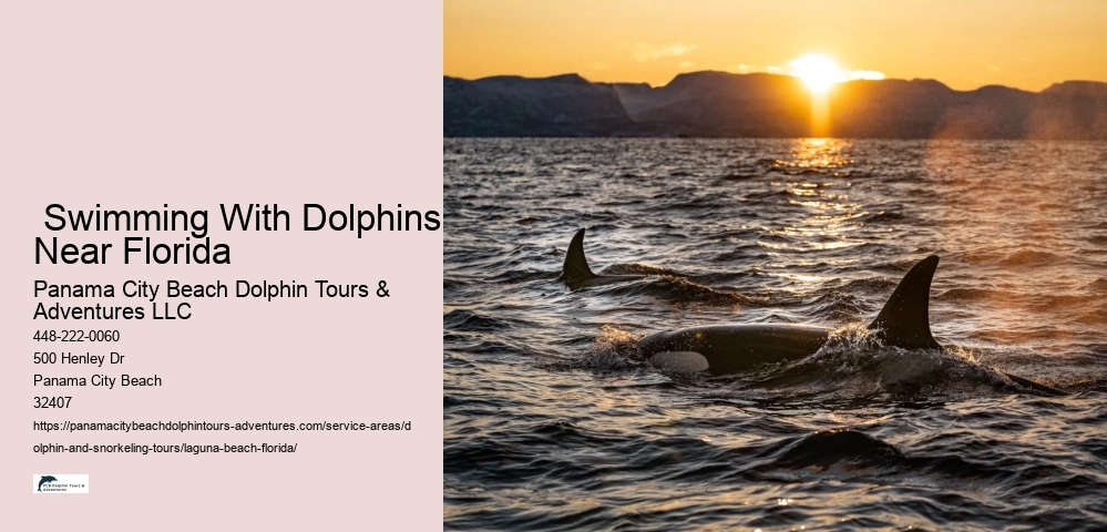 Dolphin Tours Near.me