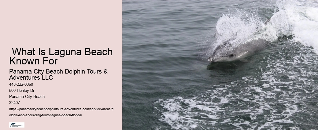 Dolphin And Shelling Tours Near Me