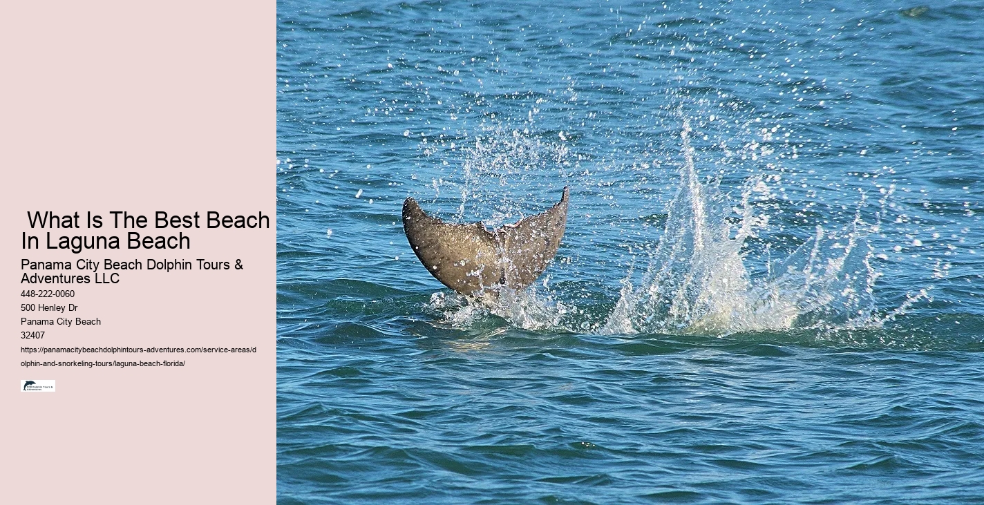 Dolphin Boat Tours Near Me