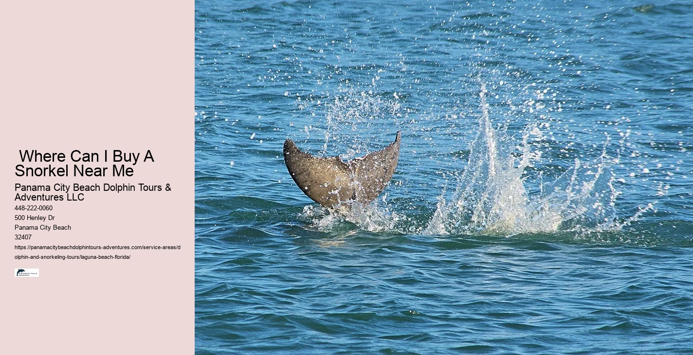 Dolphin Tours Adventures
